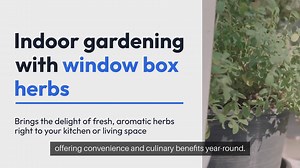 Indoor Gardening Window Box Herbs