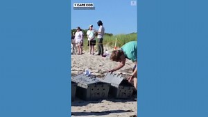 Rehabilitated sea turtles released back into the ocean
