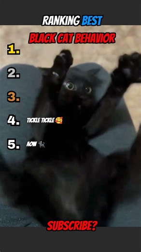 Ranking The Most Unhinged Black Cat Moves 🖤 #blackcat #funnycats #shorts