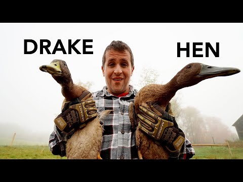 Identifying Male and Female Ducks (Tricks to tell difference)