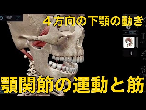 【顎関節の運動と筋】４方向の下顎の動き