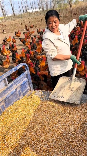 Farm Life: Woman Prepares Chicken Feed for Hungry Flock.