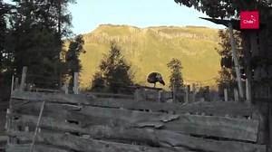 418K views · 7.3K reactions | Ésta es la vida de las aves en Chile. Te invitamos a conocer mucho más siguiendo a Marca Chile | Marca Chile | Facebook