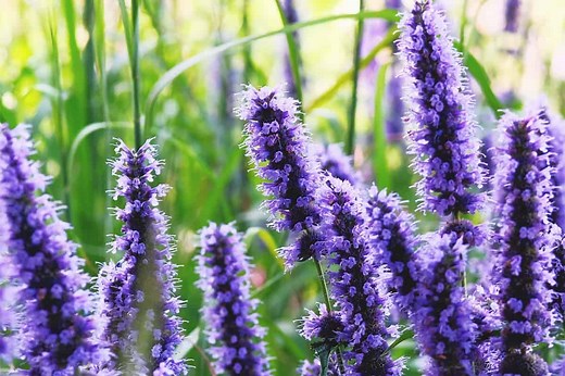 Hyssop Plant: Best Varieties, Growing Guide, Care, Problems, and Harvest