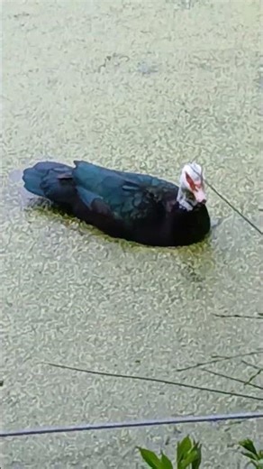 He Came Right Up to Me 🦆😄 | 191 Animal Rescue – Morganton NC