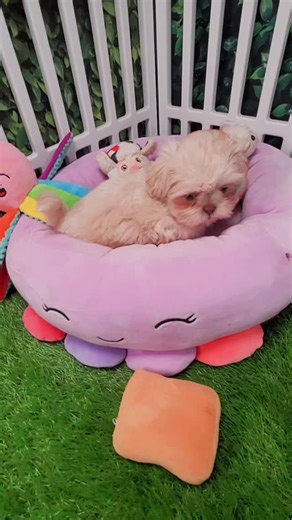 Shih-tzu puppies #shihtzulover #shihtzu #shihtzupuppy | Pups2love Brussels Griffons and Shih-tzus