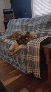 our clients updates from KY Central asian shepherd Alabai