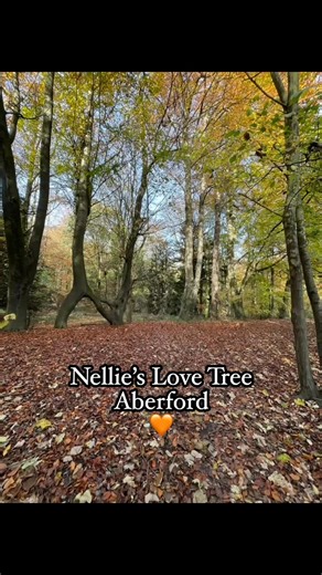 ❤️Known locally as the “Love Tree” this beautiful story of love takes you on an easy walk through the golden autumnal trees of the Parlington Estate to Nellie’s Tree. A century ago …. In 1920 a young miner and keen amateur gardener, Vic Stead, lived in Garforth. He regularly made the trip to Aberford by foot along the "Fly-line" a disused colliery railway, to see his girlfriend Nellie who worked there as a dairy maid. On the walk through the estate, he found three beech saplings growing in a row