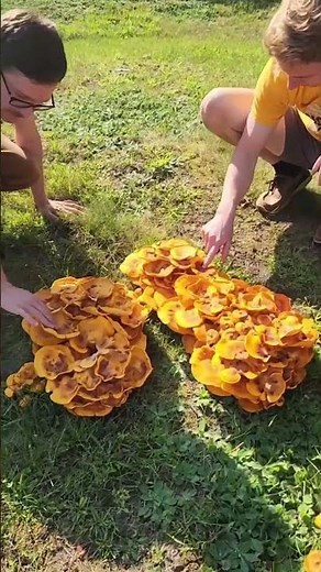 How to Identify Poisonous Jack O'Lantern Mushrooms! #mushrooms #foraging #education