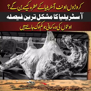 652K views · 17K reactions | آسٹریلیا میں اونٹوں کی تعداد مسئلہ کیوں...