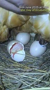 AMAZING! Spectacle of Life Chicken Chicks Hatching