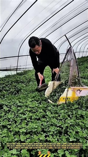 Workers Use a Hand-Held Sickle to Efficiently Harvest Fresh Clover