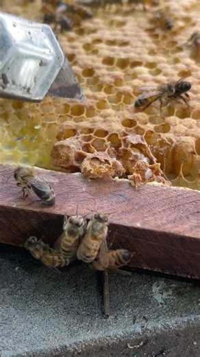"Queen Cell Removal Techniques | Boost Your Hive’s Productivity 🐝"