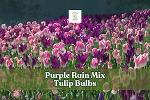 50 Purple Rain Tulip Bulbs – Spring Garden Blooms, USA Grown - Etsy