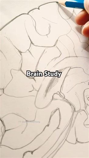 Part 1 Sketch of Brain 🧠 #drawingprocess #anatomy #pencildrawing #sketchbook