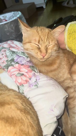 #ねこ #ねこのいる生活 #猫愛 愛をあげる❤️可愛いミーちゃん😍