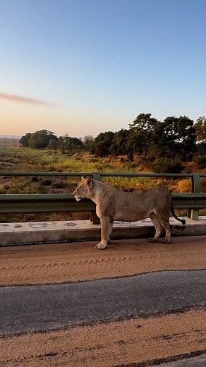 490K views · 12K reactions | Huge lioness! Take a few seconds to watch the biggest female lion I have ever seen! Clearly locked in on something, her shoulder height is higher than the rail of the bridge 女 have you ever seen such a big lioness? #fblifestyle #lion #wild #wilderness #kruger #lioness #big5 #safari #sanparks #wildlife #wildlifephotography #southafrica #viral #fyp #explore #wildafrica | Jacques Schutte Wildlife | Facebook