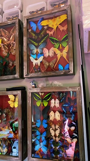 Unique Moth Collection Showcase in My Studio