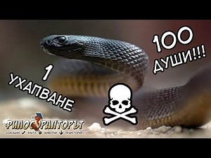 ОТРОВНИ ЗМИИ: ТОП 10