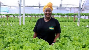 Je, umewahi sikia kuhusu 🌱🌱kilimo bila udongo? 🤔Huenda ukawa mfumo wa kilimo🌾🌾🌾 cha kesho Tanzania #Tanzania #Kilimo #bbcswahili Video : Tulanana Bohela,BBC | BBC Swahili