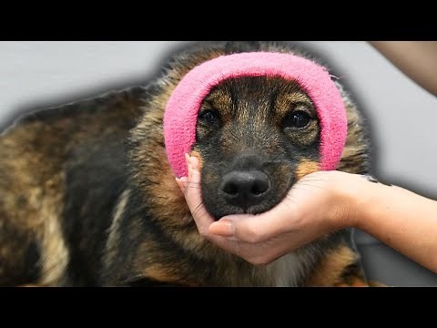 Introducing the MINIATURE German Shepherd!