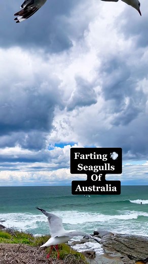 Never Ever Get too Close to a Seagull.. 💨 Don’t say I Didn’t Warn You. #seagull #ocean #birdsoftiktok #fart #australia #stinky #seagulls #sea #beach