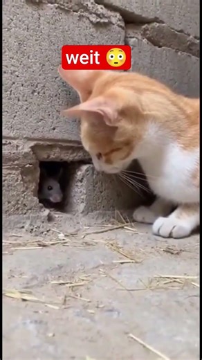 rat 🐁🐁 attack #cat #funnyanimal #youtubeshorts #mastimoment #funny #rat #attek