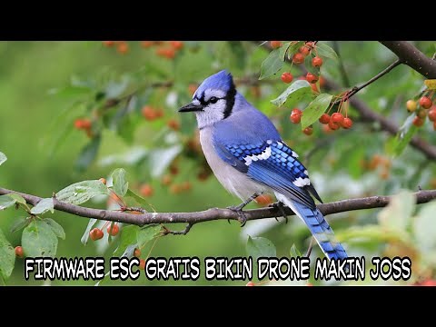 Tutorial Flash Firmware ESC Bluejay 🇮🇩