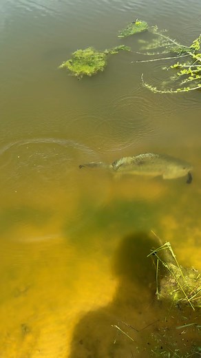 3.3M views · 46K reactions | Nice chase and capture! #bigfish #fishing | Dustin Wilks | Facebook