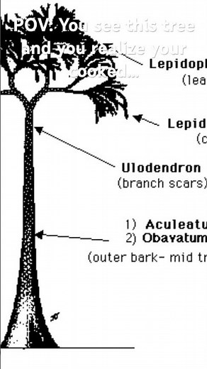 If you see this tree accept your fate…