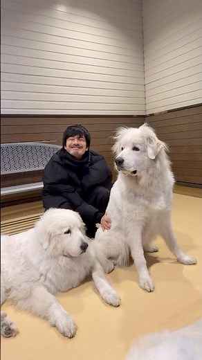 大きなわんちゃんを撫でただけの動画#日々#旅行#群馬#世界の名犬牧場