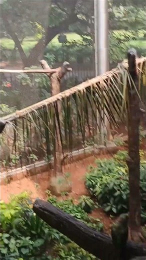 Beutiful parrot 🦜😍#parrot #zoo #ranibaug #shortsfeed