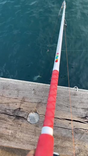 Sydney Pier Fishing Chaos: Saving the Kingfish | Fishtok Highlights