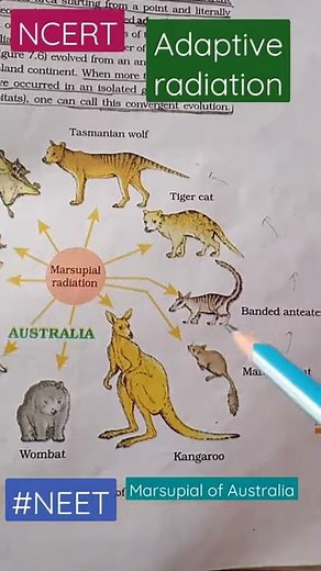 Marsupial Of Australia/ Adaptive Radiation Example /NCERT Biology