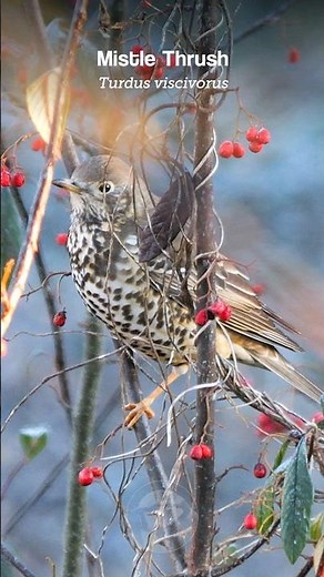 The enigmatic Mistle Thrush's song - Bird sounds