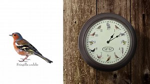 Bring the outside inside with this birdsong clock! 🐦⏰ This unique clock plays a different bird song every hour (except between 10pm-5am). If you know a bird lover this is the perfect Christmas gift! Bird Song Clock | £17.99 | https://bit.ly/3n6GyAz | Greenhouse Sensation