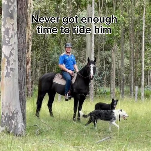 They say when you have livestock, you’ll have dead stock. But this one hurt more than the others. On October 5, 2025 , our beloved stallion Bromac Aladar passed away peacefully in his paddock — just shy of his 25th birthday. No marks, no struggle, just a sudden, gentle goodbye — exactly the dignified exit a horse like him deserved. I first met Aladar as a yearling and was occasionally his vet through his early training career. At six, after a career-ending paddock injury, I bought him — drawn to