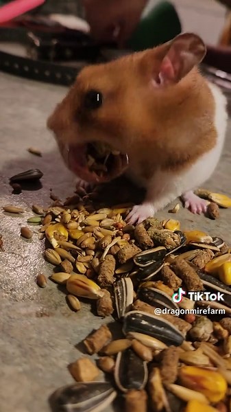 Hamster Cheeks: The Adorable Ice Cream Incident