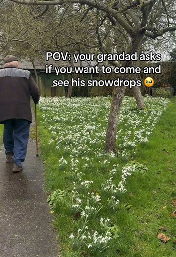 Creating a Snowdrop Haven: Tips from Grandad