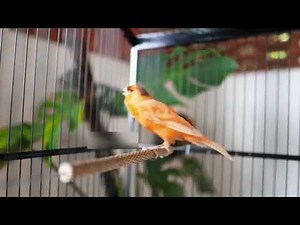 Beautiful Canary Voice That Triggers an Avian Chorus!