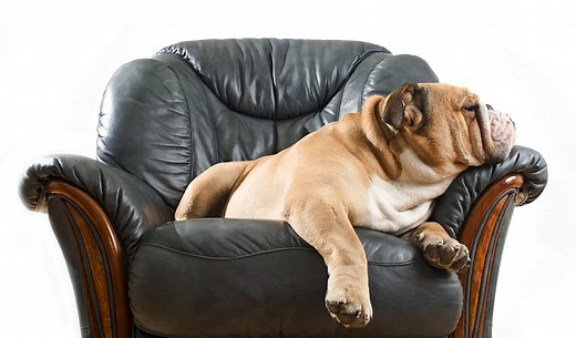30 Laziest Dogs for a Couch Potato Owner