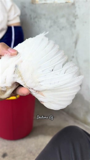 5/8 white hatch #manok #ayam #whitehatch #battlecross