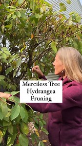 26K views · 186 reactions | Any panicle hydrangea, which are woody...