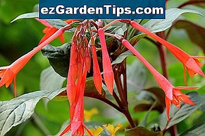 Koreninska struktura italijanskega cipresa 🌱 Nasveti Vrtnarji - Sl.ezGardenTips.com