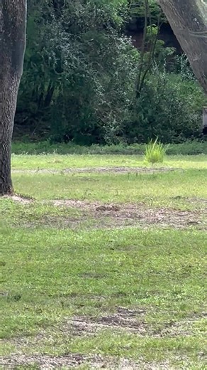 Odd to see a giraffe sitting down! 🦒🤷‍♀️🧡#giraffe #safari