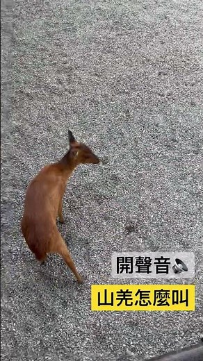 山羌怎麼叫
