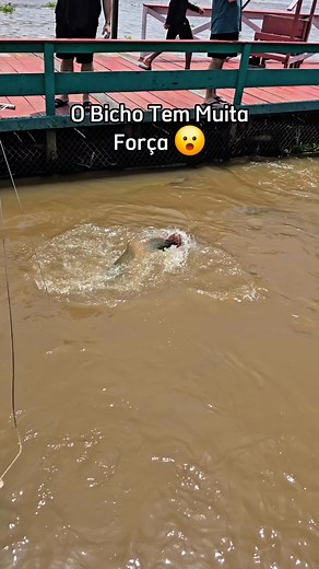 amazon fish | Vambora Amazônia - Visit the Amazon Rainforest