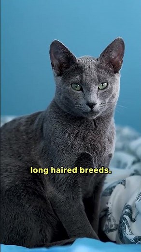 Discover the MYSTERIOUS Russian Blue Cat! 🐈‍⬛