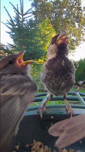 House Sparrow ID by Sound and Sight