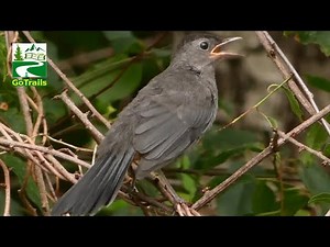 Gray catbird call / sound | Fledgling / Juvenile / Young / Baby